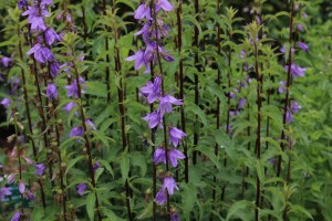 campanula latifolia (1200 x 800)